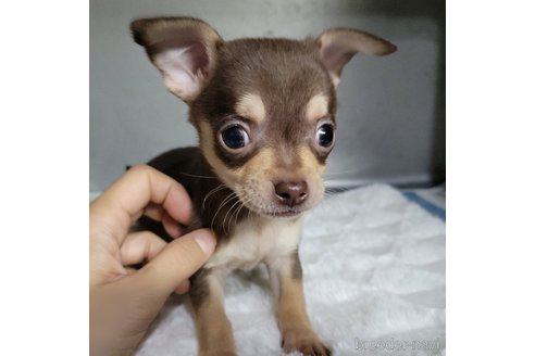 成約済の神奈川県のチワックス:チワワ×ミニチュアダックスフンド-310284の6枚目